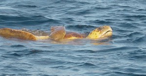 Sea Turtles are just one of the many species of exotic animals found in Xcalak, Mexico